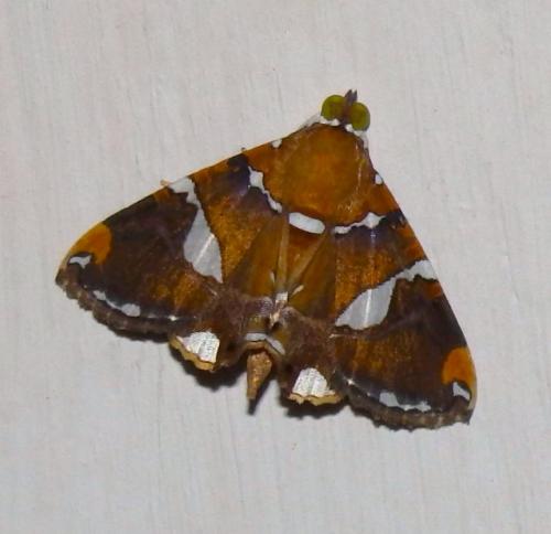 Réf. 346 872 : Eulepidotis perlata